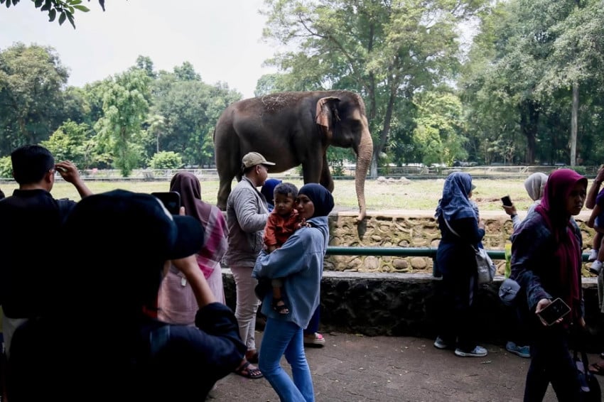 Hari Ini Ragunan Uji Operasional hingga Malam, Pengelola Pastikan Tak Ganggu Satwa
